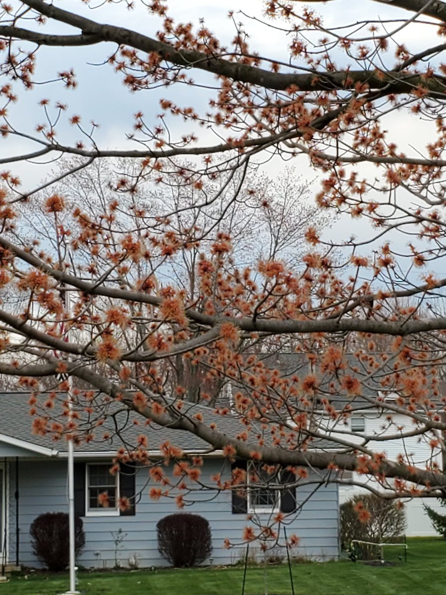 garlo2's tweet photo. I feel my red  maple may be at the heart of all this... https://t.co/NwMHv2s8zb