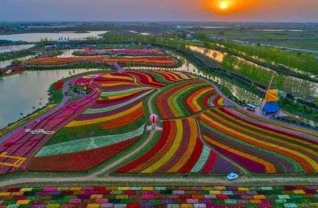 Tulip fields in the Netherlands right now... #CareForTheHealers