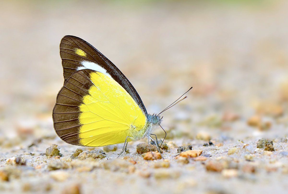 FishGuyKai's tweet photo. More #ButterfliesWithBirdNames. This delicious looking butterfly is the chocolate albatross. I have nothing more to say - this creature is quite uninspiring in every other way. https://t.co/LI8pMMK1fG