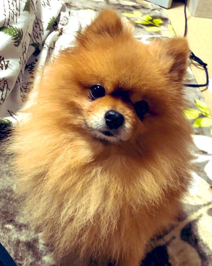 ビフォー&amp;アフター

生後半年と生後10歳のはんぺん

泣き虫はんぺんも成長してたくましくなったな〜٩( 'ω' )و