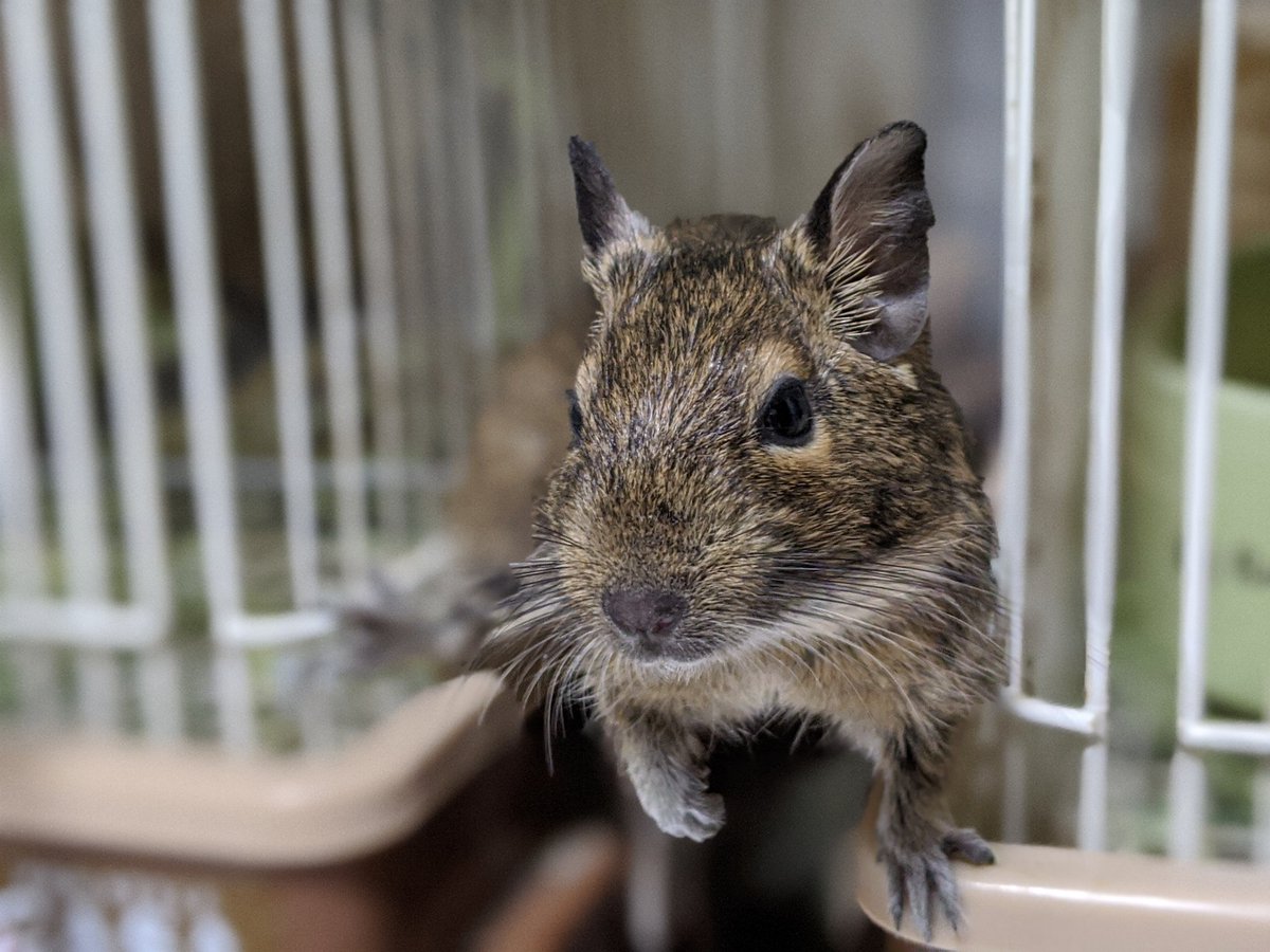 checa_degu's tweet photo. えん麦のシャラシャラ音を聞くと食べたそーに見てくる…モンちゃんは怖がりだから隠れること多いけど、シャラシャラ音を聞くとジワジワと近づいてくるから可愛い🤩
#小動物 #デグー https://t.co/o1GBoPJhCD