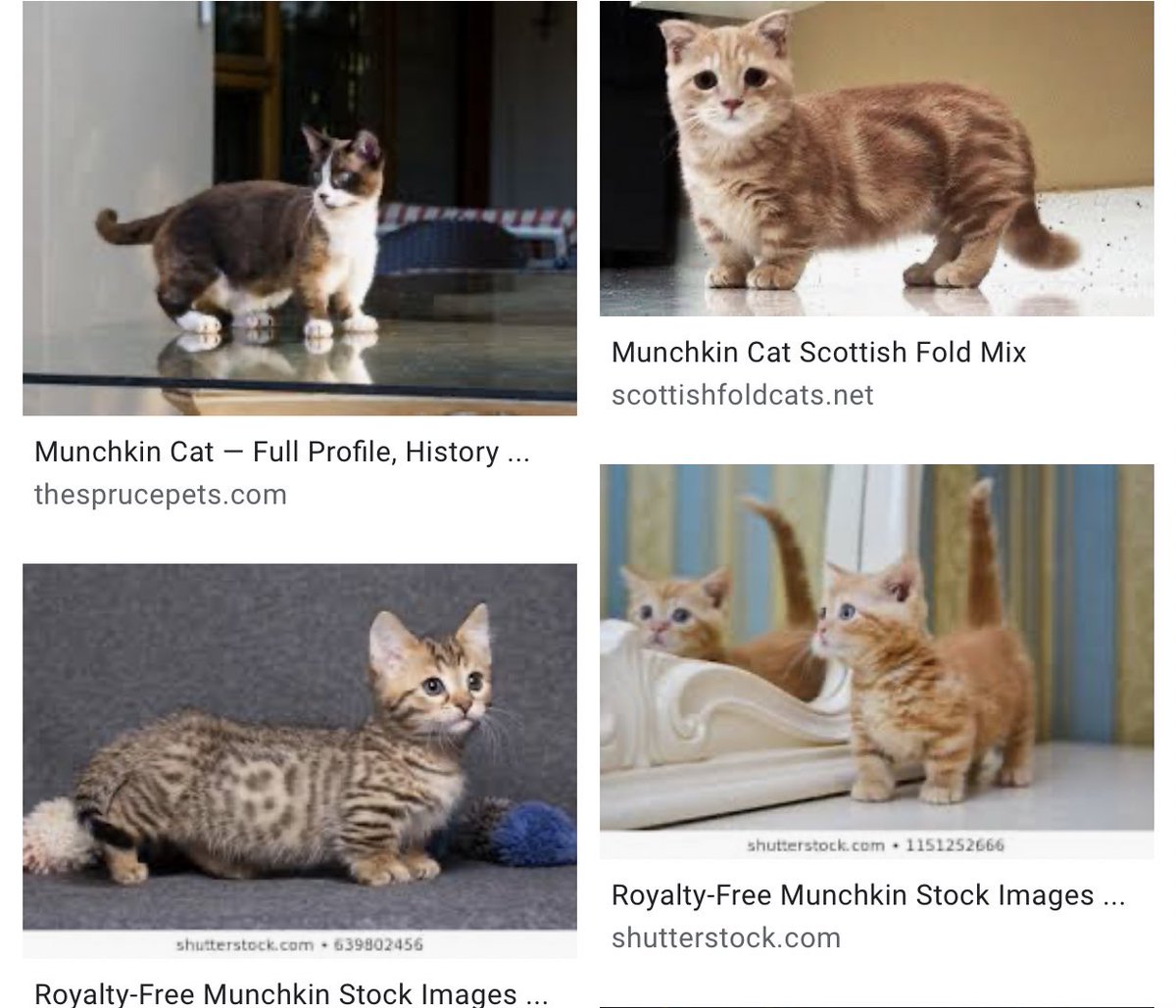 munchkin russian blue