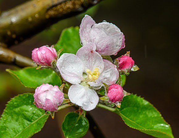 Neighborhood walking: Spring beauty surrounds us inmenlo.com/2020/04/06/nei…