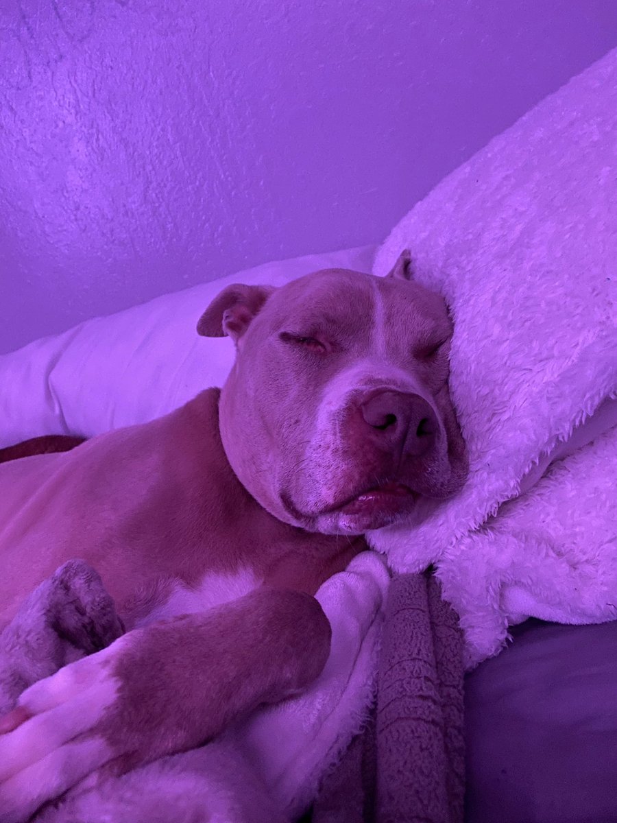 gabbygomx's tweet photo. hi please enjoy these pictures of my dog 🥺 https://t.co/yBiYGFrc6t