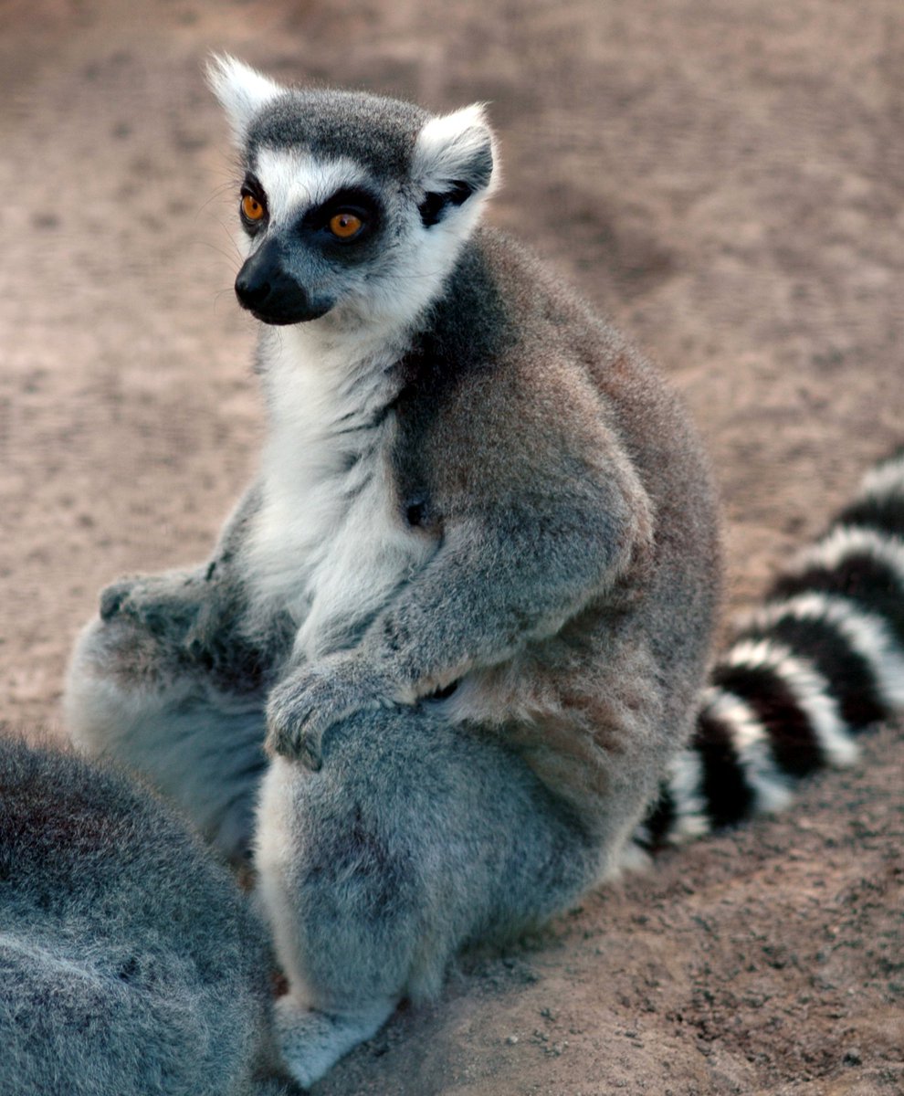 why do lemurs just look so dead inside???? like same dude but do you need to talk--