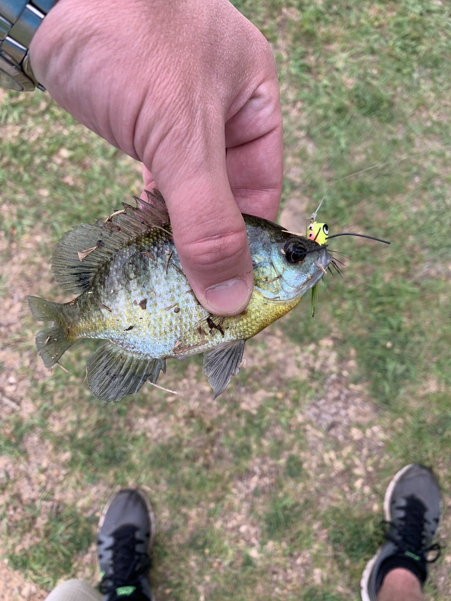 FishingwithD's tweet photo. #PanfishDan #PanfishingwithDan #Fishinland #OnAngler @angler_on https://t.co/SpTIG85Qa6