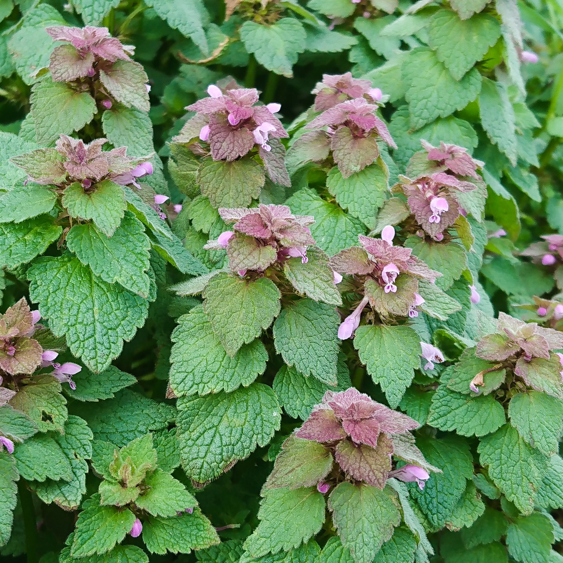 くまむ あつ森の島で見かける雑草の一つのヒメオドリコソウ 群生してると綺麗