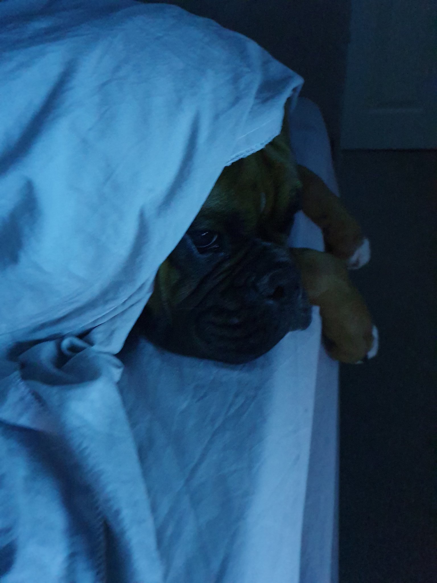 ♓🔮GeorginaGee🔮♓ on Twitter: "Beautiful boy boxers are the best…