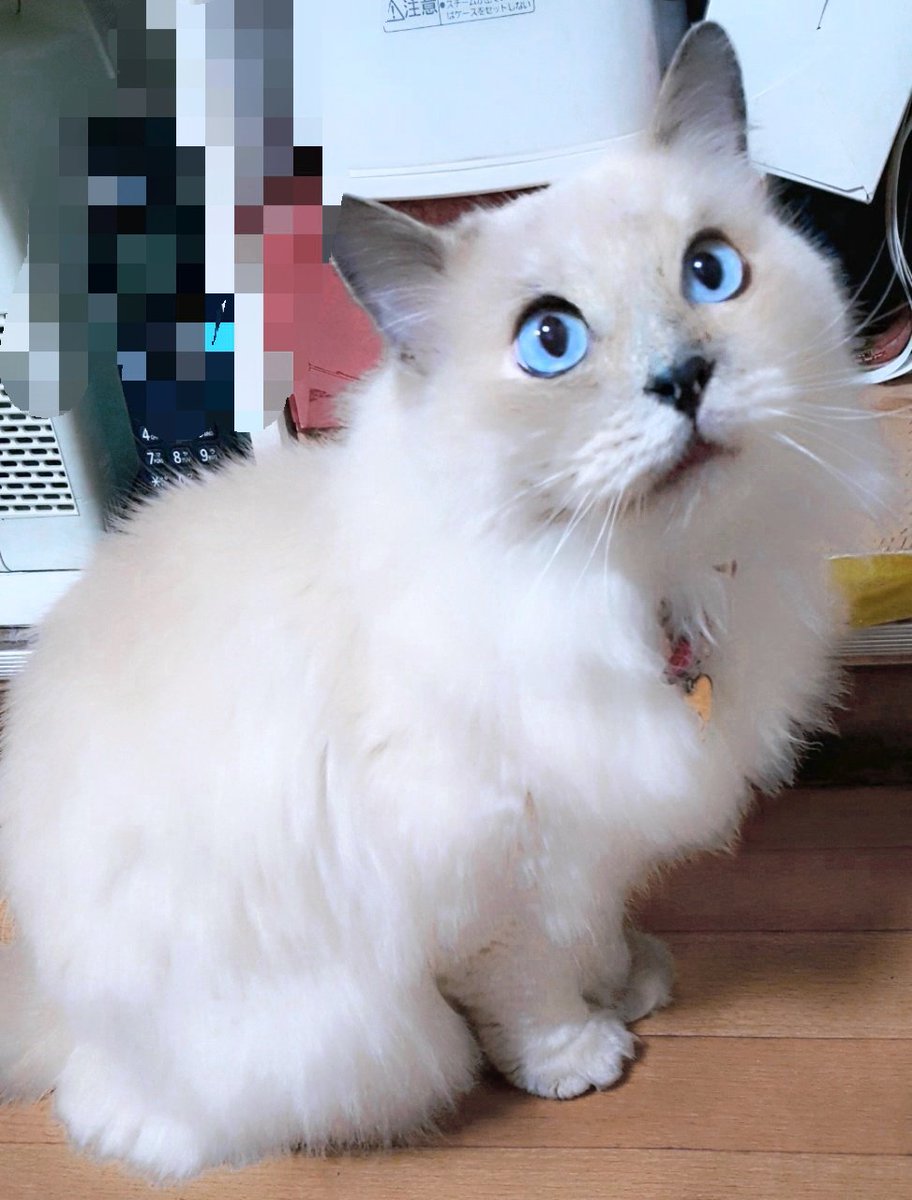 ｓ Osada Twitterren お早う御座います 本日も素敵な一日をお過ごし下さい 猫好き サイベリアン サイベリアンキャット 猫 サイベリアンフォレスト種 毛長猫 青い瞳 Blue Eyes 青い目 Cats ネコ ねこ ネコチャン ねこちゃん にゃんこ ニャン 観劇