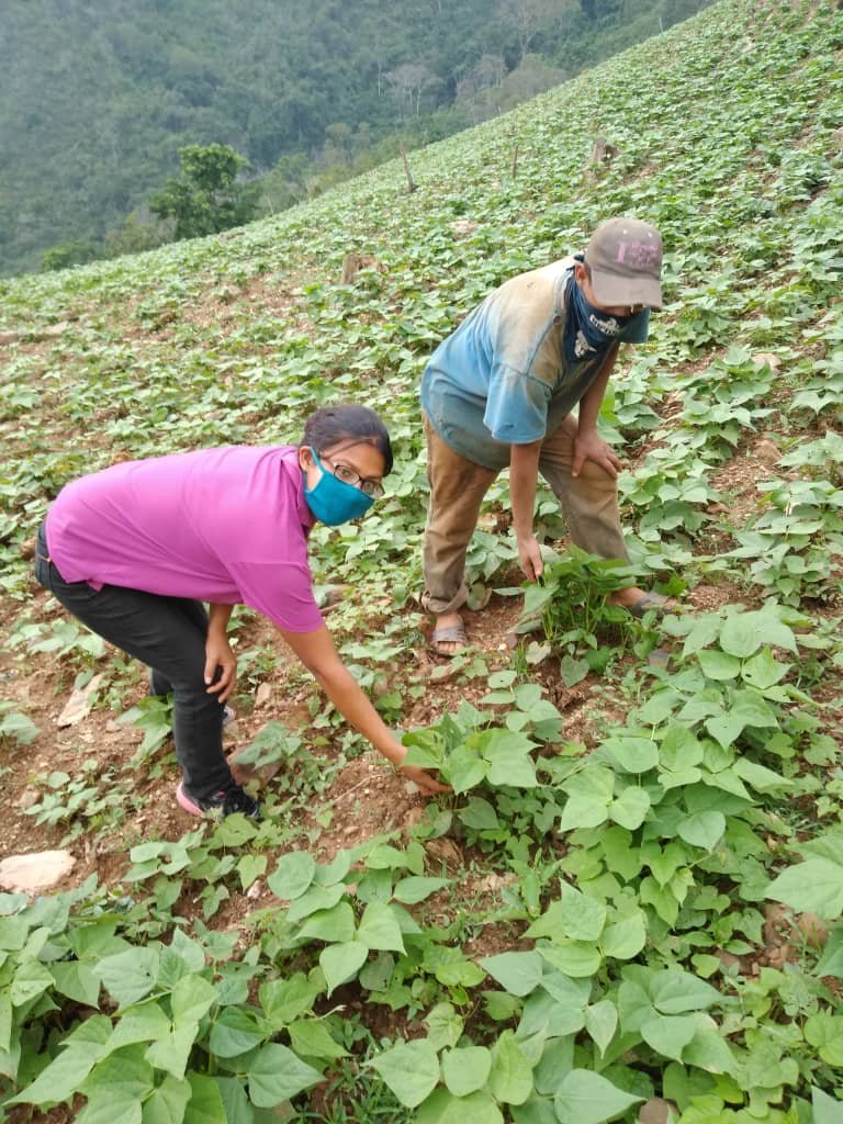 misionribasmtr2's tweet photo. Y como la producción no se detiene Vencedores de la #MisiónRibas inspeccionan siembra de caraotas en el municipio Trujillo, poniendo en práctica las medidas para prevenir el Covid-19  
@janettecbd @DhelizAlvarez https://t.co/SibsI0R1pX