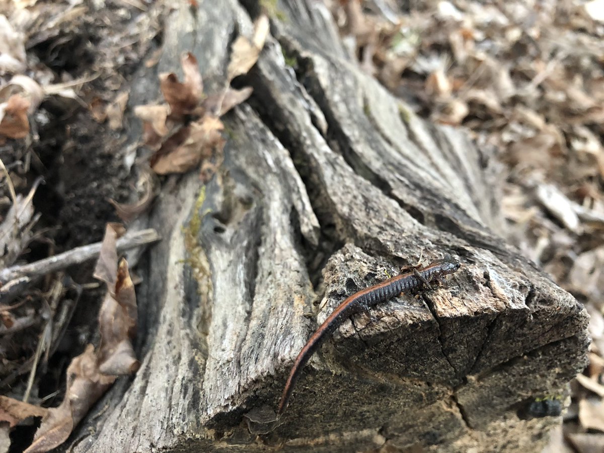 bradleyallf's tweet photo. Species 38/50 total herp species in my county: red-backed salamander found 11,100 feet from my apartment. Having to go a bit further afield now, this is getting harder.
.
.
.
#herpsofnc #plethodon #wildernesswithinwalkingdistance https://t.co/q4mum0QZgo