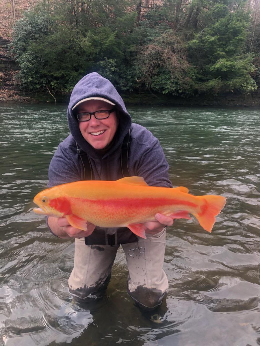 TroutTnt's tweet photo. Thanks for sending in these beauties! 2 awesome fish caught on Trout TNT and released. https://t.co/L2APJTQphd