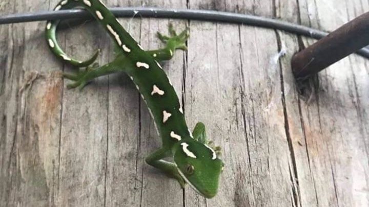 📣DAY 2 LOCKDOWN GIVEAWAY📣

For your very own Critter of the week tee:

Comment on Day 2's FB post (link in bio) with a photo you've taken of a critter🦎

E.g. Northland green gecko in Waipū, sunning itself on a front gate 🤩
📷 Emma McLean, Northland Conservation volunteer