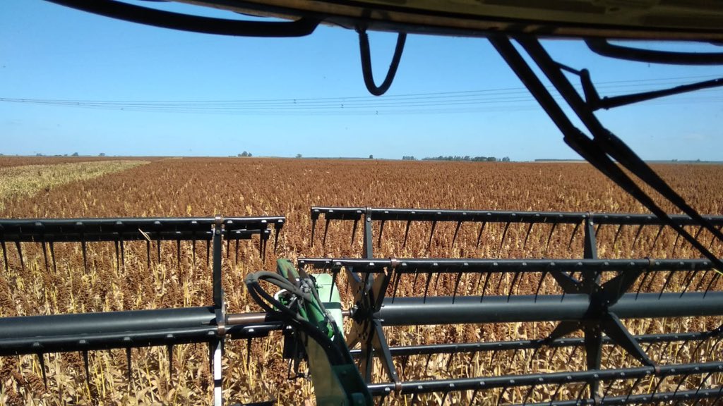 Testimonios que respaldan nuestro trabajo. Flash 10 en zona de Young, 7700kg/ha promedio con 17% humedad. Felicitaciones <a href="/agroadvance/">AGROADVANCE</a> por el cultivo!! Nuestra mejor publicidad no está escrita, está sembrada!!