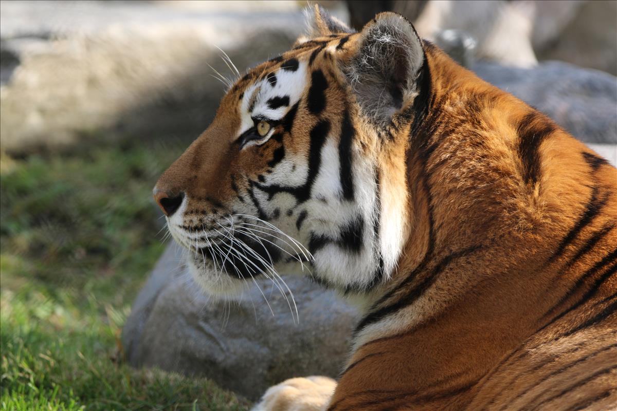 EBTSOYP's tweet photo. Take a virtual field trip Tuesday @ 11am eastern to @TheTorontoZoo and meet the Amur Tigers! Ever wondered what a tiger eats, or how it hunts its prey? Join in and discover more about these magnificent cats! 

Find all the details: https://t.co/5O9LWHEn7X https://t.co/e9Kv6kwO6G