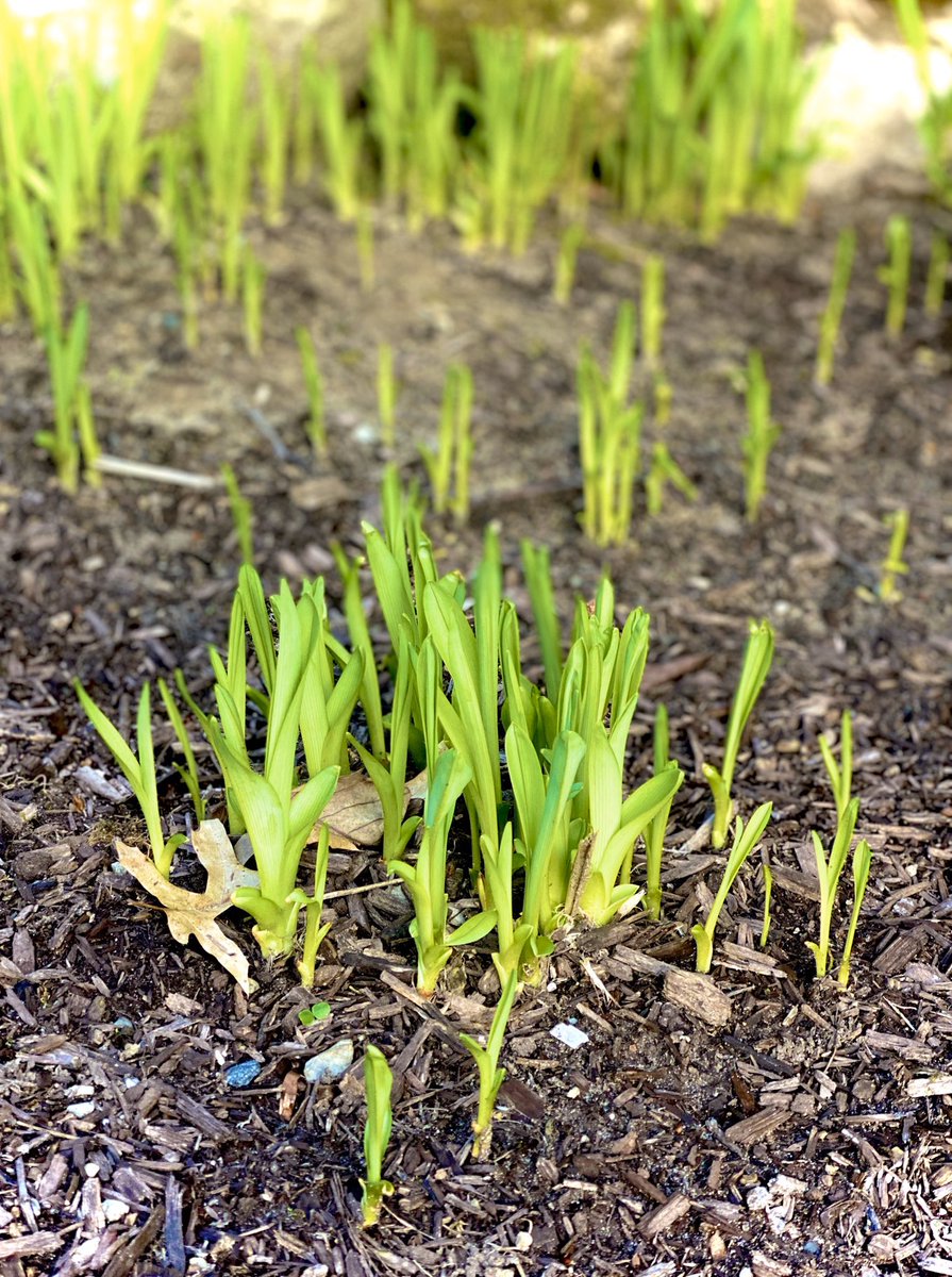 JaymeHiggins11's tweet photo. Creekside Crew photo challenge for my 5th grader. The theme for today, nature. She had fun outside looking around. She named this “Growing Up.”
#creeksidecrew #photochallenge @mrscoachmelvin https://t.co/Mxkox6cQtF