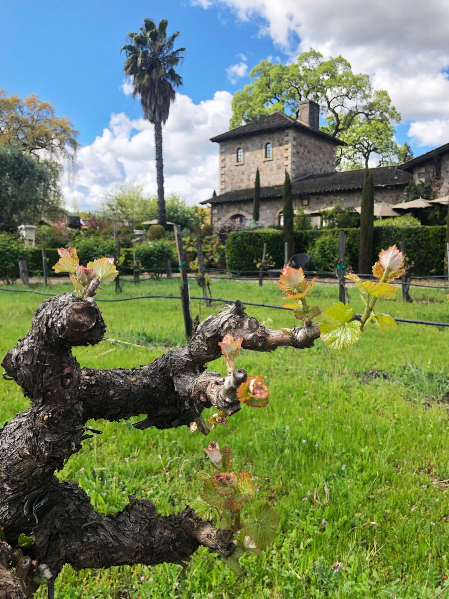 While we're inside, our vines are enjoying their lifecycle as usual. These little buds will eventually help make a V. Sattui favorite. 🍇🍷😍 
#budbreak #springinnapa #vsattuiwinery #vsattuiwine #napavalley #vines #vineyard #lifecycle #viticulture