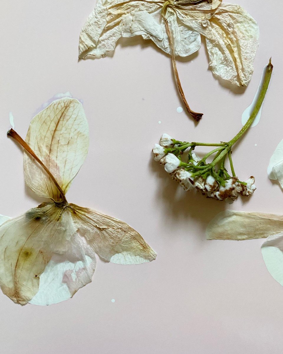 hannah_maden's tweet photo. Printing pressed flowers on photographic paper πΈ #chemigram #lumenprint #StayHomeLetsCreate #afhchallenge @hannah.maden https://t.co/O7dFzSR7ZG