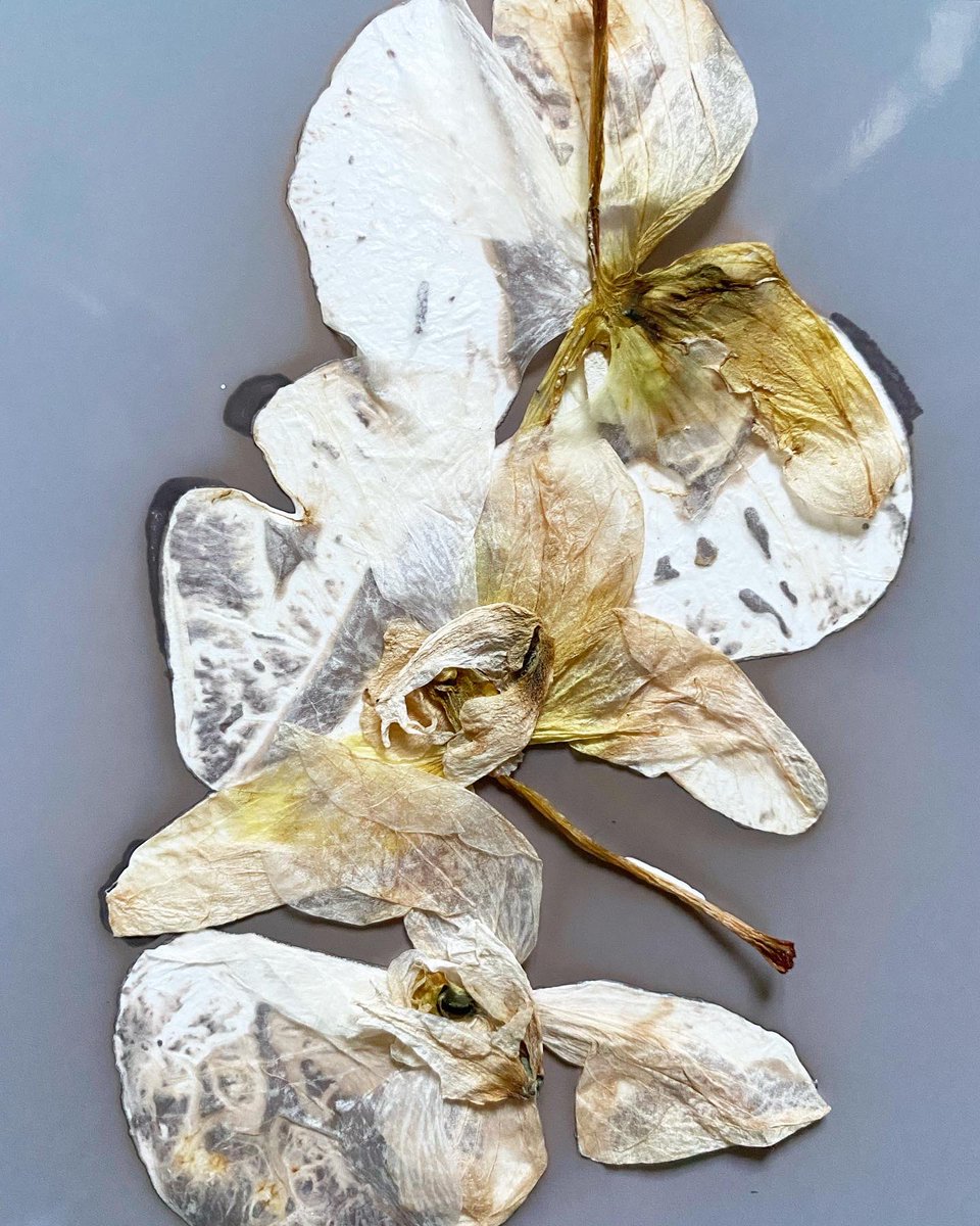 hannah_maden's tweet photo. Printing pressed flowers on photographic paper πΈ #chemigram #lumenprint #StayHomeLetsCreate #afhchallenge @hannah.maden https://t.co/O7dFzSR7ZG