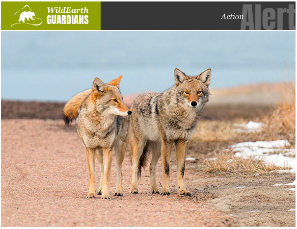 JohnHorning_'s tweet photo. Wildlife killing contests aren’t sport. They’re gratuitous violence. They also send the message that animals are disposable, killing them only for fun is ok and life is cheap. Help us score a victory for #wildlife by banning killing contests nationwide: https://t.co/M4Cvd65uko https://t.co/ufZTstfxib