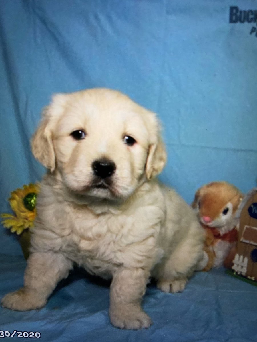 Nick Densel tweet media