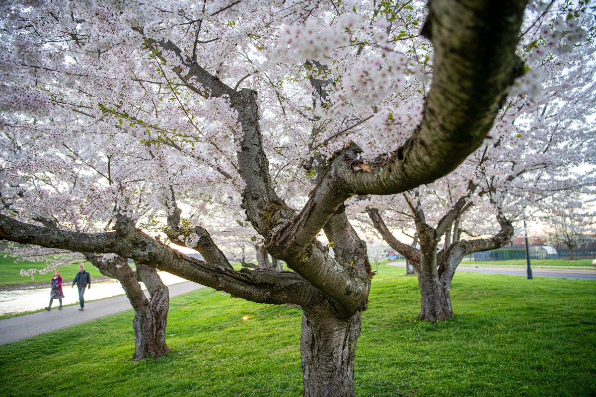 ohiou's tweet photo. It’s heartbreaking that all our Bobcats weren’t here to see the renowned cherry blossoms bloom this year.

We wanted to make sure our students, faculty and staff currently away from campus still have an opportunity to see the marvelous trees 💚🌸

📸» https://t.co/d4ceihoPOL https://t.co/q1aKKypOlb
