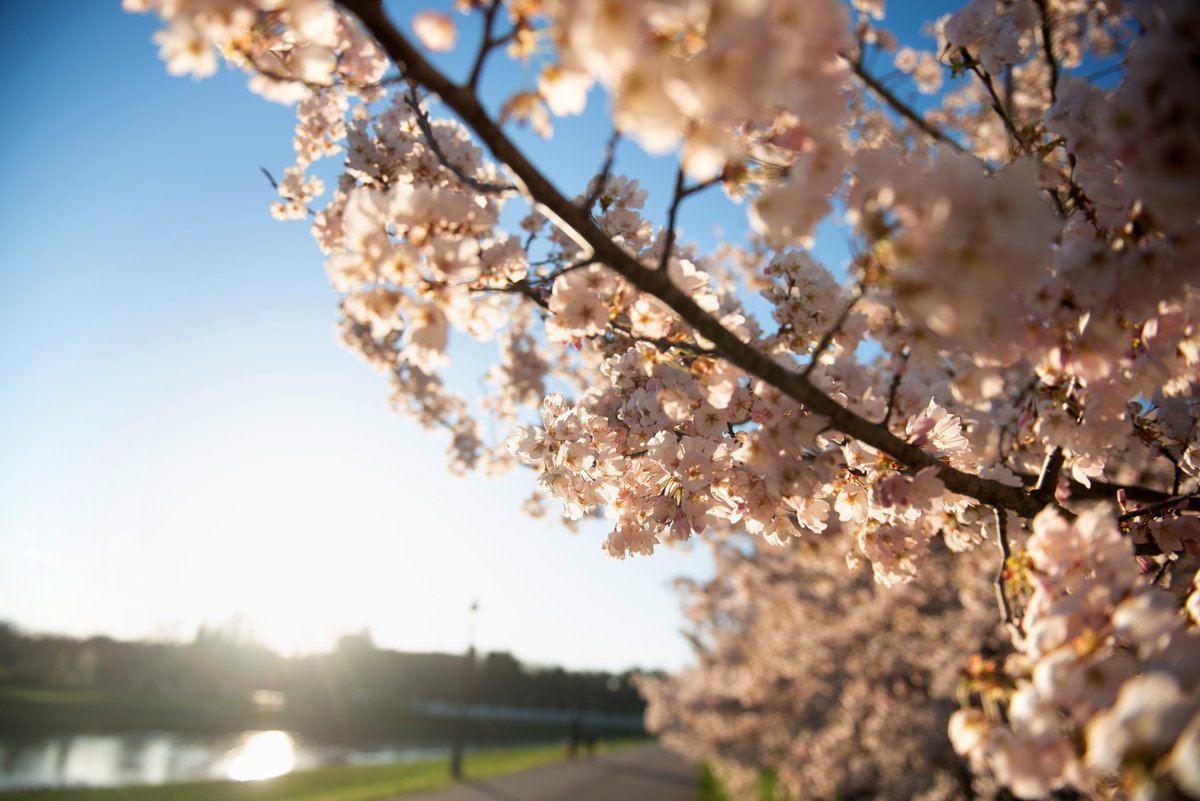 ohiou's tweet photo. It’s heartbreaking that all our Bobcats weren’t here to see the renowned cherry blossoms bloom this year.

We wanted to make sure our students, faculty and staff currently away from campus still have an opportunity to see the marvelous trees 💚🌸

📸» https://t.co/d4ceihoPOL https://t.co/q1aKKypOlb