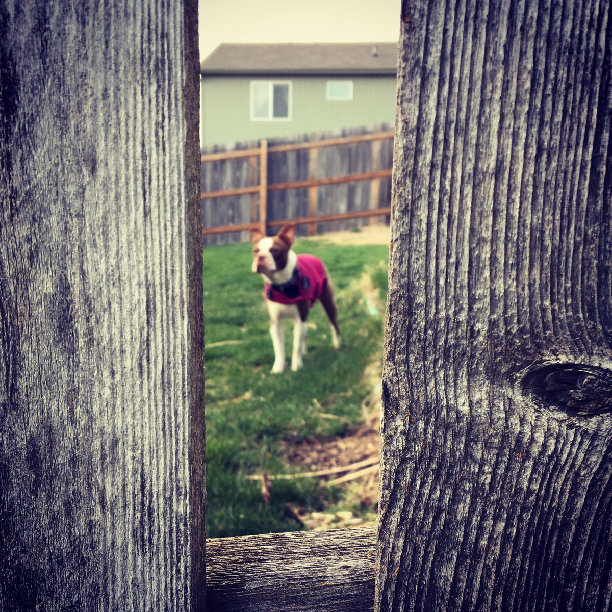 Steph_Lawton's tweet image. Moments before she antagonized the neighbors’ pit bulls to the point that they plowed through and snapped off a fence slat 🙄 

#bostonterrier #rescuedog #tinyterror #puppymillsurvivor #AdoptDontShop
