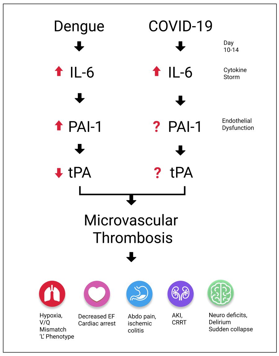 I've simplified his figure here; we've submitted a letter to NEJM to try to get the word out about his theory. We've also released the text with references - which we'll continue to revise as new data comes to light.  https://docs.google.com/document/d/1vGeGtByZokFP9fOzUPdSg3XqIn_-ej5UCjhtnJt70-A/edit