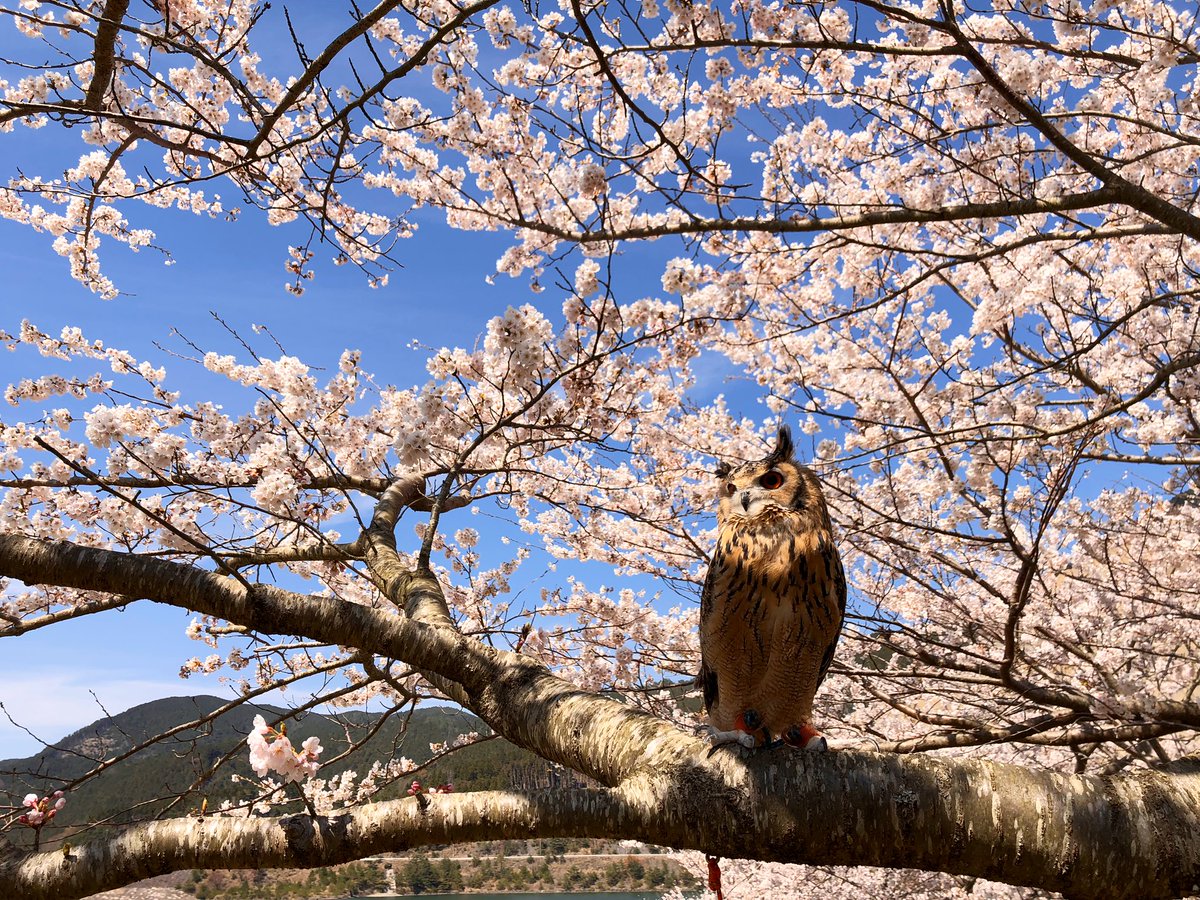 げんさんとガルー tweet media