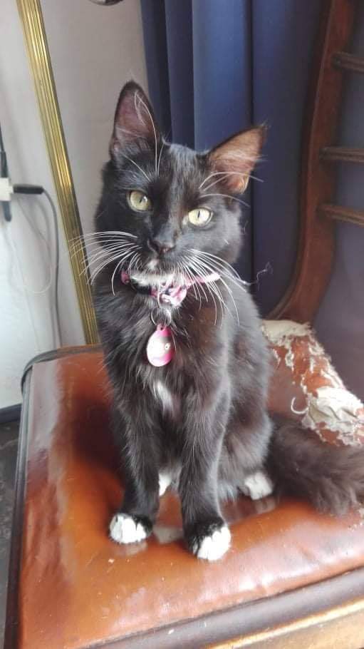 COMPARTIMOS
Ella es Chica/Canela.
Se perdió el sábado 4 de abril, alrededor de las 11pm, por el sector del block 14, las Sophoras 98.
Esta esterilizada, es muy dócil, tiene un collar con pañoleta  rosada y sus dos patas traseras son blancas. +56944475667 con Natalia