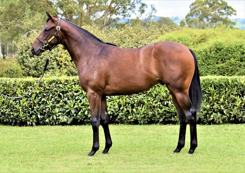 B2BThoroughbred's tweet photo. Huge congratulations goes to @GaiWaterhouse1 and Adrian Bott on securing this gun colt from B2B! Lot 24 Dundeel x Leinan sold for 300k, It's a "Done Deal" alright! https://t.co/GiiL9FPOuV