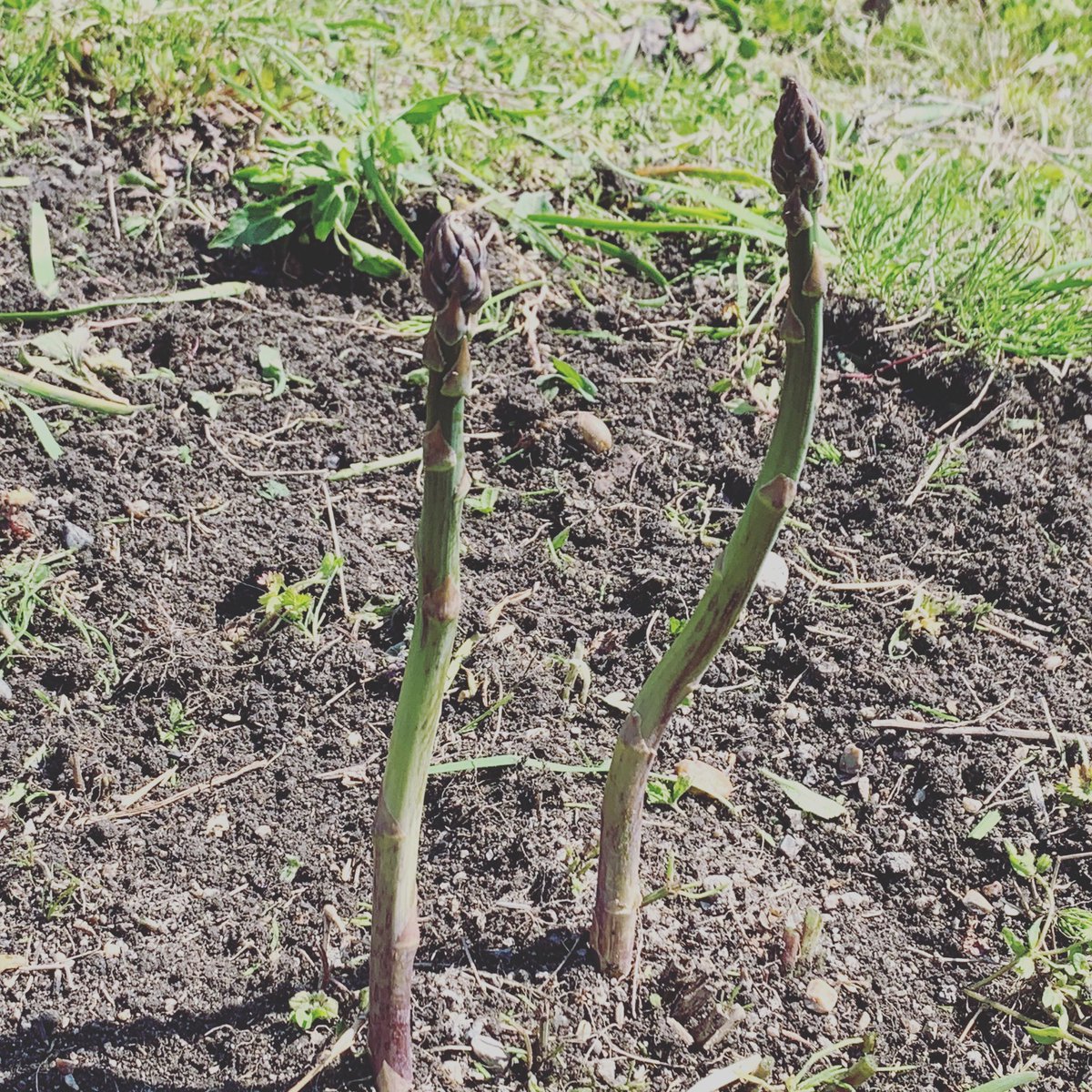 やまむファーム アスパラ出てた 5年くらい前に大苗で植えたやつだけど まだまだ採れそうですね アスパラガスの育て方 T Co Zu6y55jstg アスパラガス 収穫 畑 農業 農家 家庭菜園 野菜作り 露地栽培 T Co H0o56bdygk