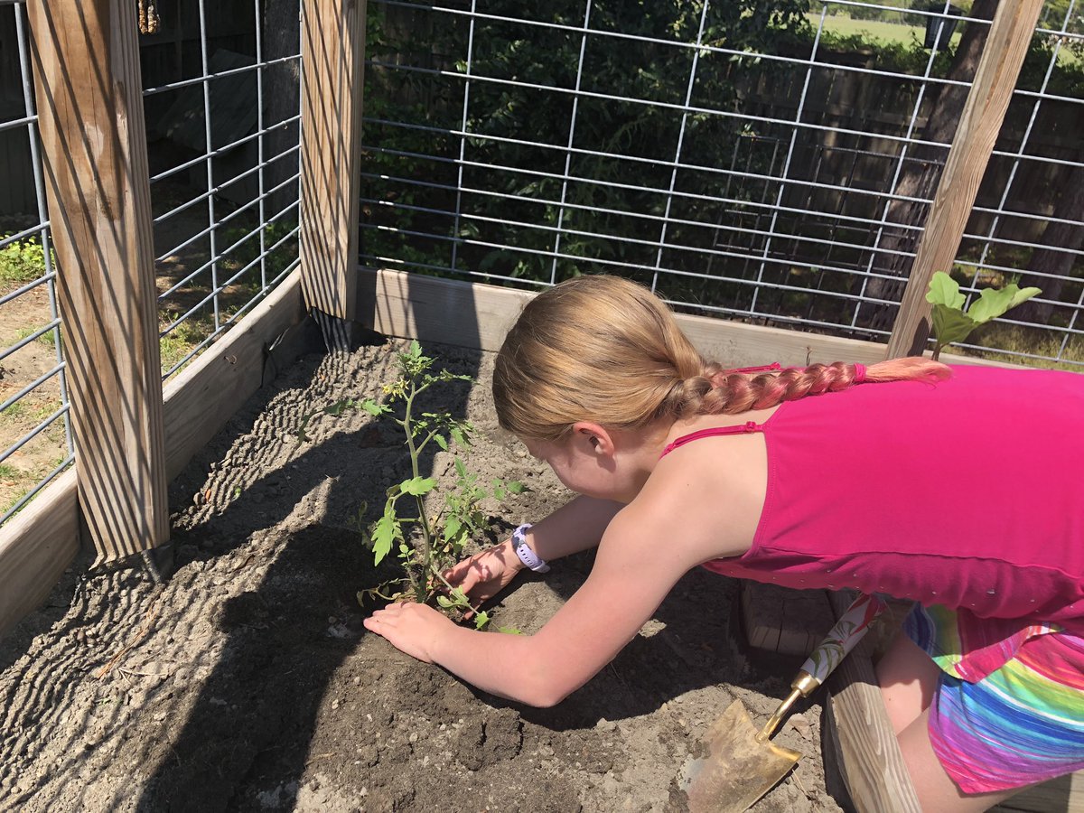princessTamm's tweet photo. Did some work in the garden today. Hoping this cabbage comes to a head soon! @LHECMES @LHESPrincipal @msjacksonenviro @Ms_Wilder_LHES @ChristianneSto8 #bonniecabbageprogram https://t.co/KPSgZTq6yP
