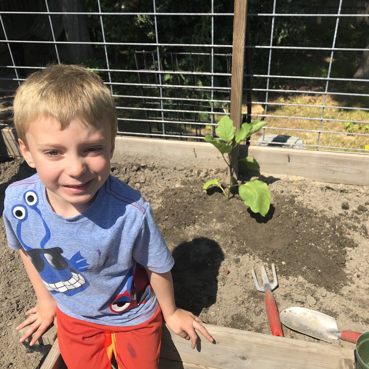 princessTamm's tweet photo. Did some work in the garden today. Hoping this cabbage comes to a head soon! @LHECMES @LHESPrincipal @msjacksonenviro @Ms_Wilder_LHES @ChristianneSto8 #bonniecabbageprogram https://t.co/KPSgZTq6yP