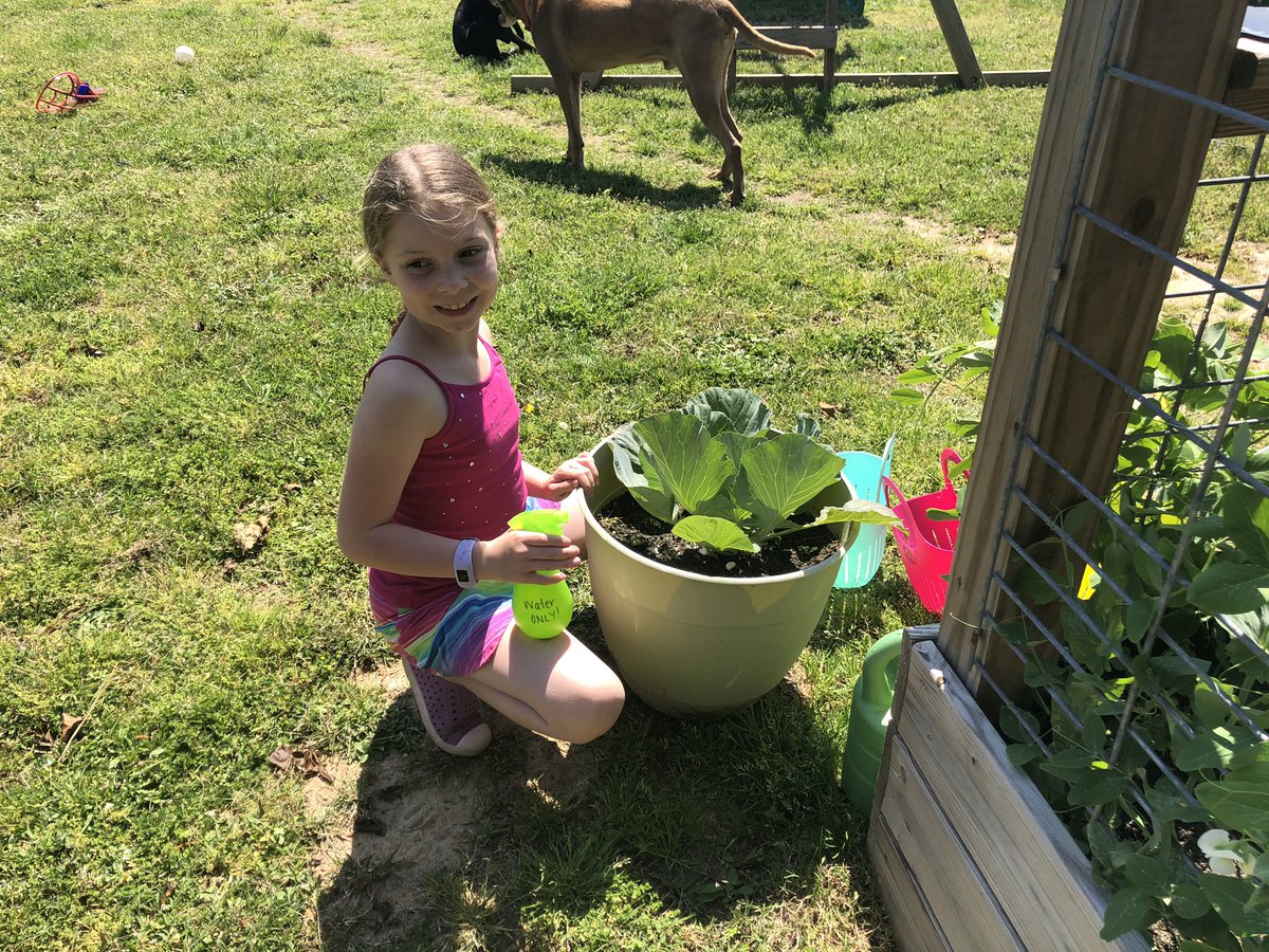 princessTamm's tweet photo. Did some work in the garden today. Hoping this cabbage comes to a head soon! @LHECMES @LHESPrincipal @msjacksonenviro @Ms_Wilder_LHES @ChristianneSto8 #bonniecabbageprogram https://t.co/KPSgZTq6yP