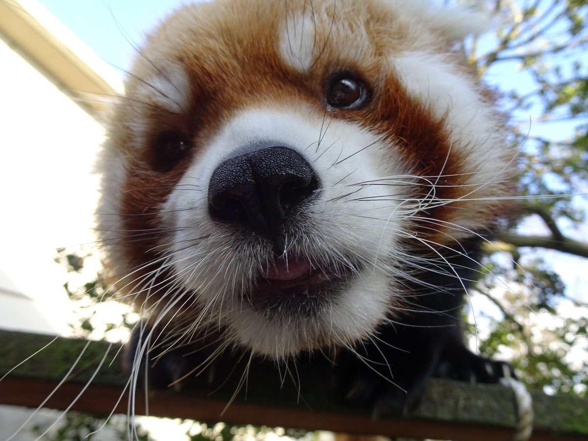 いしかわ動物園 公式 ちょっぴりマニアックなリクエスト ありがとうございます いしかわ動物園 リクエストにお応えして 動物たちの口元 レッサーパンダ アクア アミメキリン マリ いしかわ動物園 公式 ちょっぴりマニアックなリクエスト ありがとうございます いしかわ動物園 リクエストにお応えして 動物たちの口元 レッサーパンダ アクア アミメキリン マリ