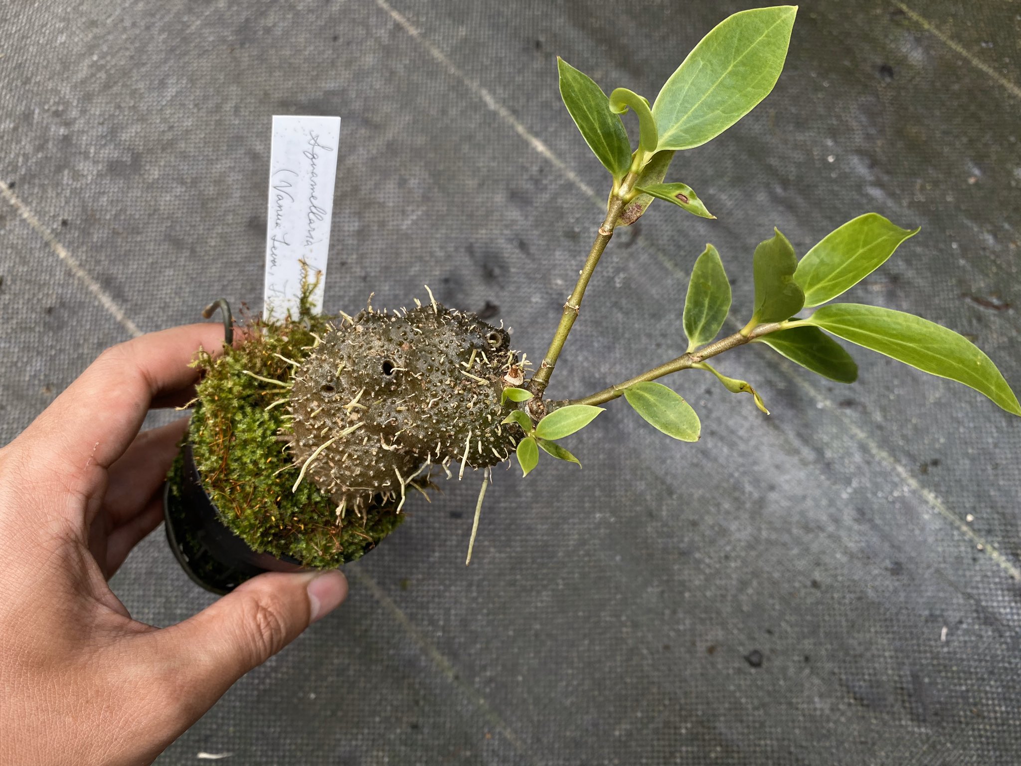 アリ植物 Squamellaria vanuatuensis Espiritu Santo Island