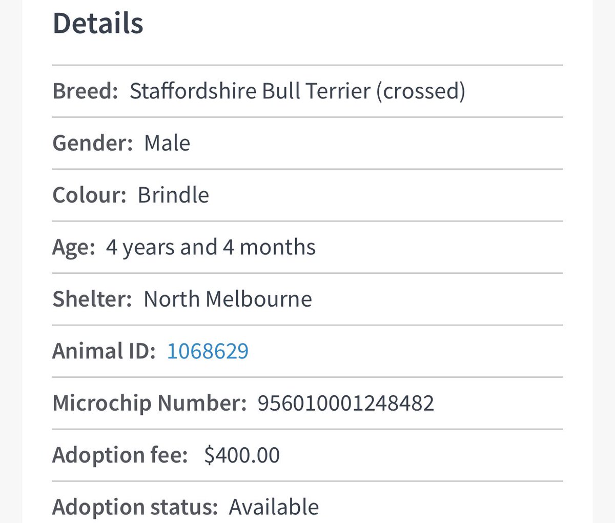 AdoptAFloof's tweet photo. #adoptAfloof of the day: Roo the 4yo brindle Staffy x at the @lostdogshome. 
.
.
https://t.co/AKHYpNisYp

#floof #rescuedogs #adoptdontshop #brindle #staffy #ldh https://t.co/3utMs14U54
