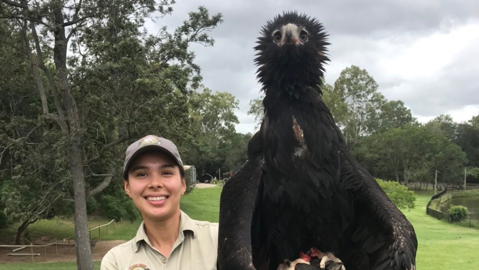 #selfiso ruffling your feathers? Feeling a little droopy in the wings?

This goofy-looking posture shown by Spirit the #wedgie is actually called “mantling” and is a way that raptors protect their hard-earned food. Spirit seems to think Keeper Kim wants a bite of his rat. 😋