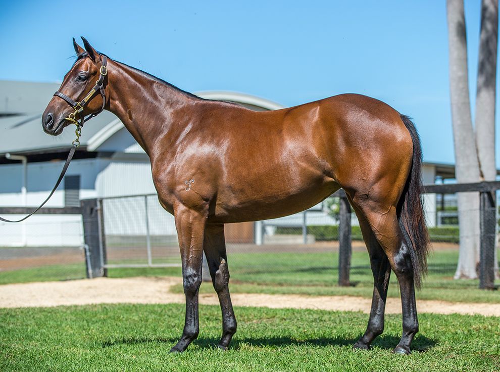 Aushorse_TBA's tweet photo. New sale topper! Well done to @AWilliamsBldstk for purchasing the I Am Invincible filly from SP Lorna May for $520,000 from @yarramanpark #InglisEaster https://t.co/Zb4Yi5rUnz