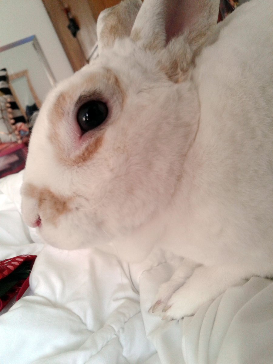 floorsharkmomma's tweet image. The beautiful eye of a rex rabbit #CloverRex #rexrabbit #houserabbit #whiterabbit