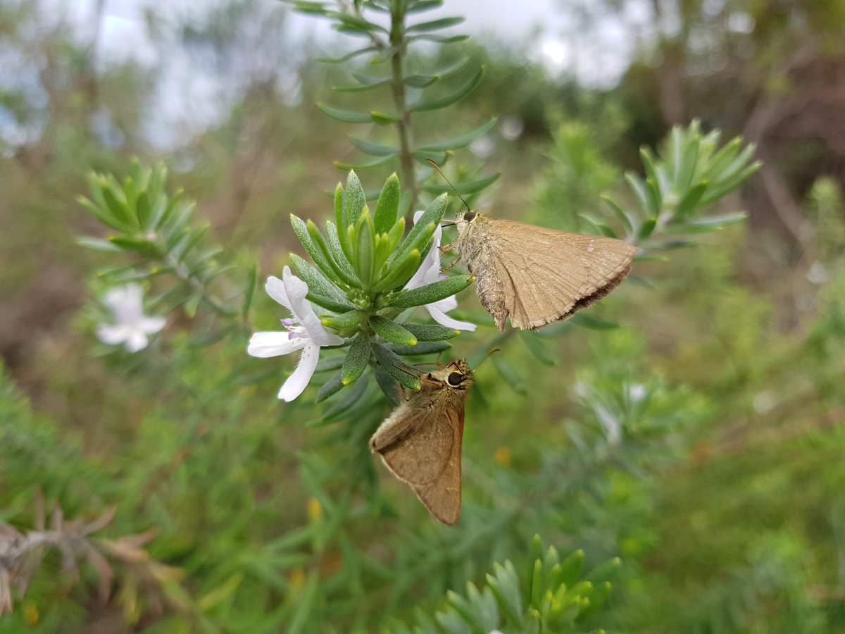 whydee13's tweet photo. Is chasing butterflies considered work or exercise? Asking for a friend .... #TeamBioCon #PollinationNetwork #ozpollinators @ecologybrad @ThomHawthorne https://t.co/eef7qrRAPW