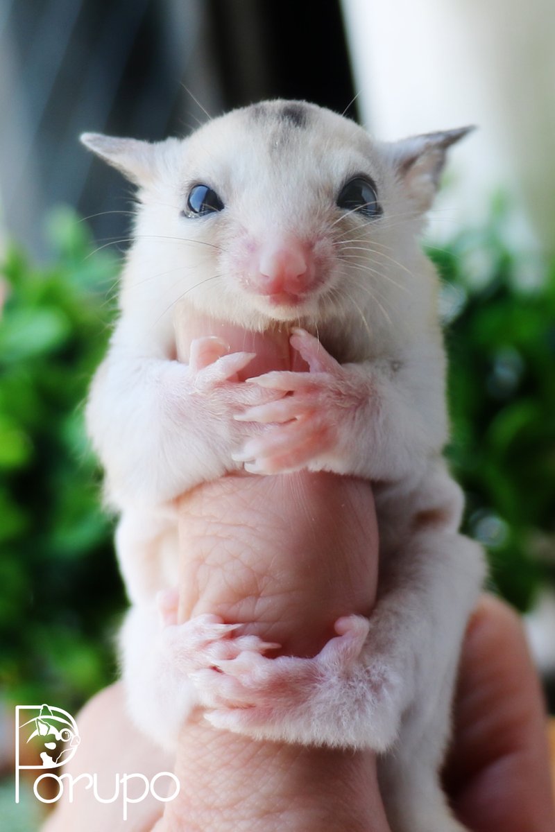 ハッシュタグ ワンピース海賊無双4