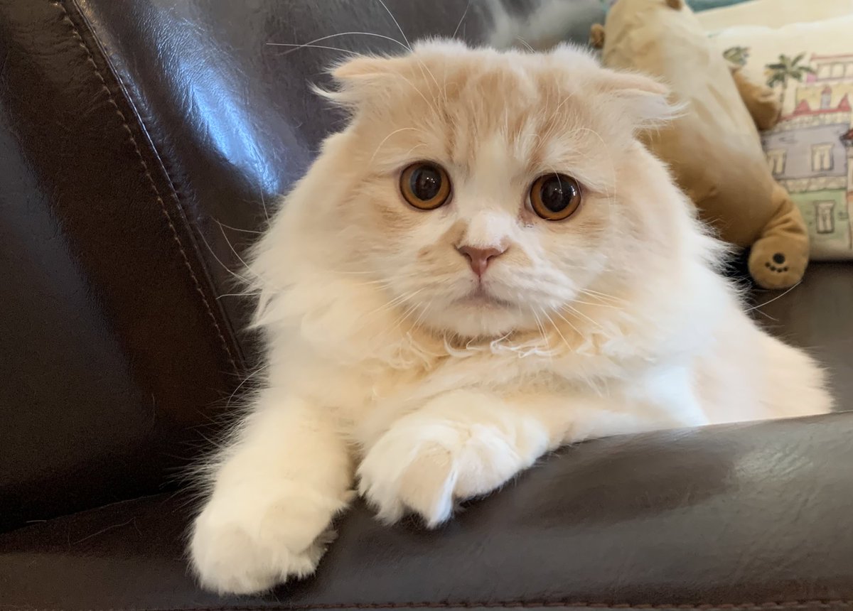 horumi5's tweet photo. 外出自粛要請を受ける前から自主的に自宅待機中のみんちゃん

#スコティッシュフォールド #猫好きさんと繋がりたい #猫好き #にゃんこ #ほるみ
#みんちゃん #ほるみんさい https://t.co/8iVy3SoxTN
