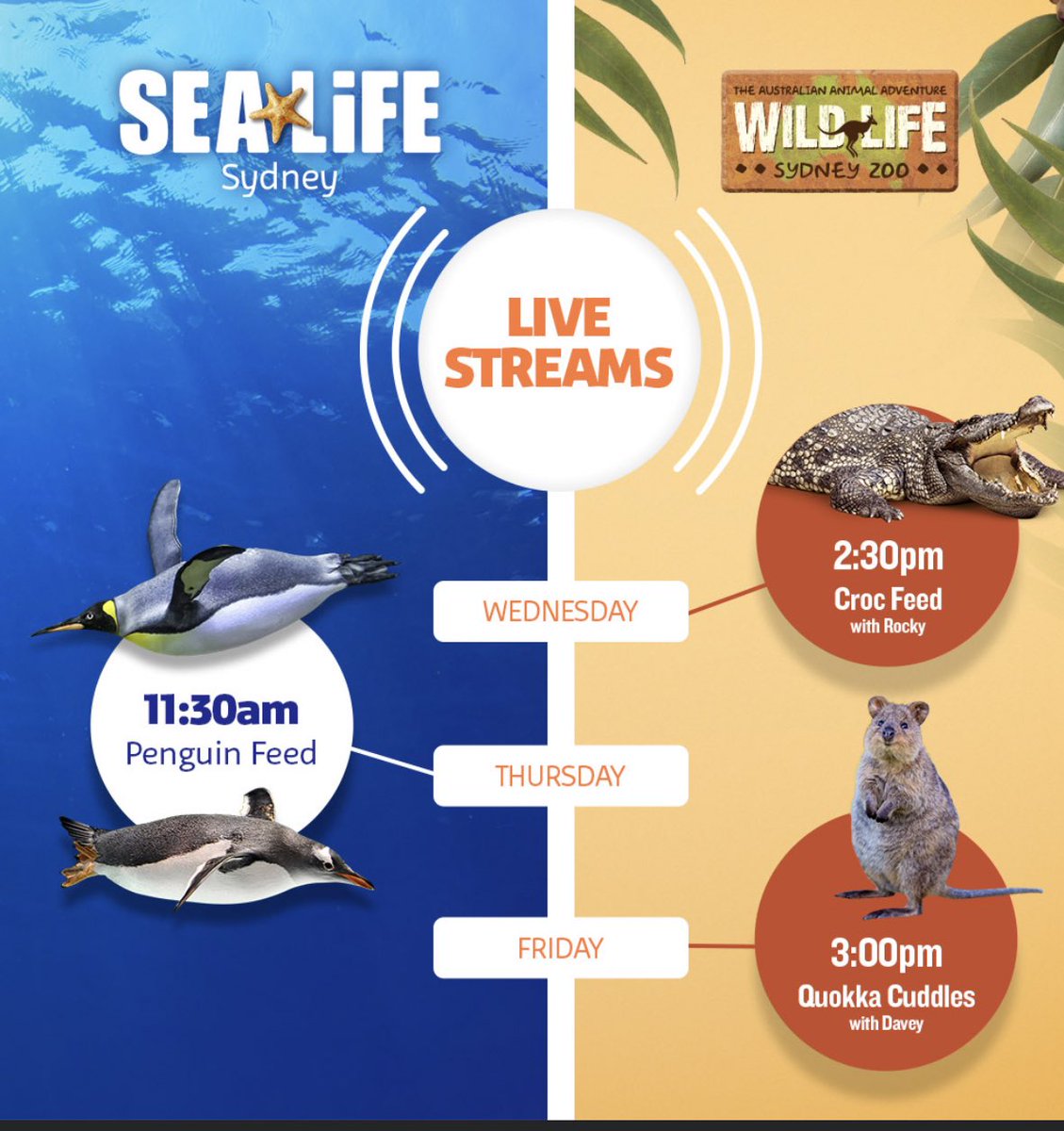 Awesome opportunity to be able to watch gorgeous animals and explore their world. What an amazing idea! 🐧🐊 <a href="/Sydney_Aquarium/">Sugar Mummies Rwanda</a> <a href="/AuburnNthPS/">Auburn North PS</a> <a href="/ruthcortejos/">Ruth Cortejos</a>