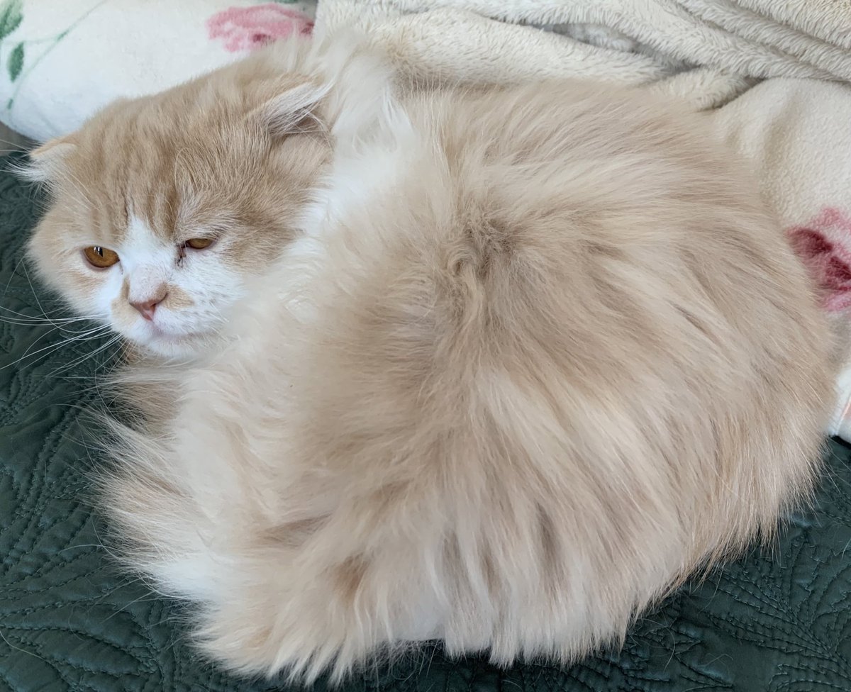 horumi5's tweet photo. テレワークどころか快適に自宅待機中の��

#スコティッシュフォールド #猫好きさんと繋がりたい #猫好き #にゃんこ #ほるみ
#みんちゃん #ほるみんさい https://t.co/p2qPlpJKWB
