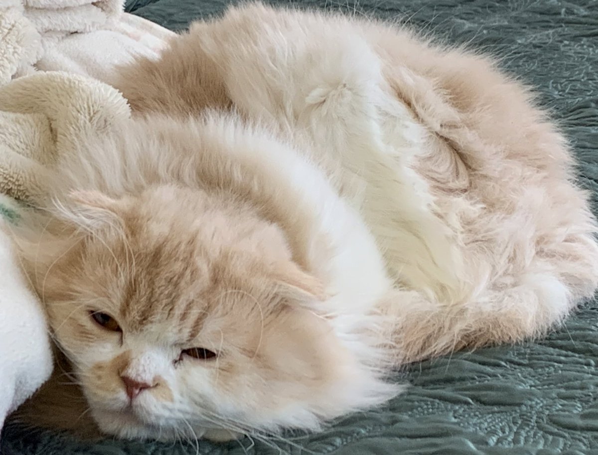 horumi5's tweet photo. テレワークどころか快適に自宅待機中の��

#スコティッシュフォールド #猫好きさんと繋がりたい #猫好き #にゃんこ #ほるみ
#みんちゃん #ほるみんさい https://t.co/p2qPlpJKWB