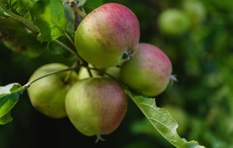 Sue_Knox's tweet photo. An apple a day? Well worth eating more healthy food to keep everything chugging along. https://t.co/WAwHW308wv