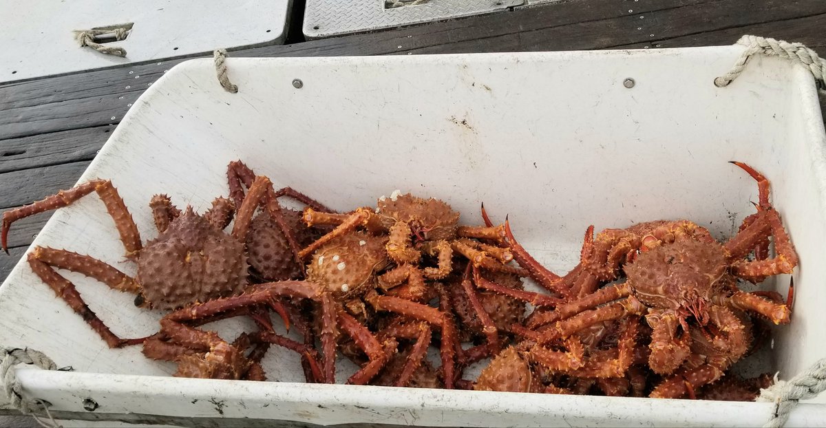 leah_tiffany923's tweet photo. When everyone panic buys all the meat in town, you shop the local docks! Our favorite, fresh caught King Crab!  #Dinner #kingcrab #alaskaliving #alaskalife #juneau #shoplocal #PandemicCooking #luckytolivehere #kidsarehappy #soyummy #freshcaught #ItsStillAlive 😳❤🦀 https://t.co/P2y4TOQvI0